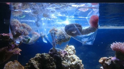 1.JPG (41.57 KiB) Vist 3723 gange Ligger stadig i poser, så temperaturen bliver den samme som i akvariet. Sneglene kom selvfølgelig i en spand bagefter, og blev akklimatiseret med drypmetoden