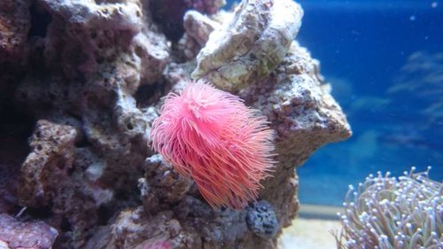 2.JPG (40.73 KiB) Vist 3772 gange Den nye rørorm