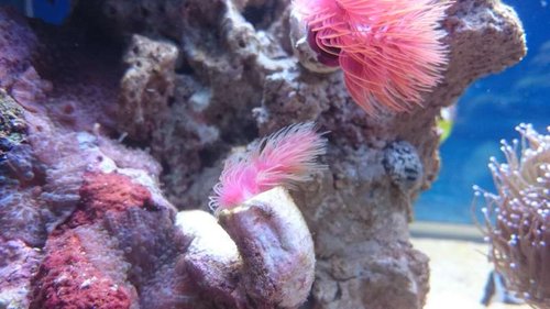 3.JPG (43.73 KiB) Vist 3723 gange Den "gamle" rørorm