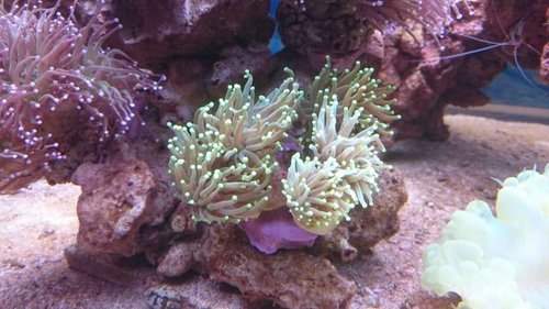 4.JPG (50.45 KiB) Vist 3433 gange Ny Euphyllia glabrescens (Torch) (neongul/grøn)