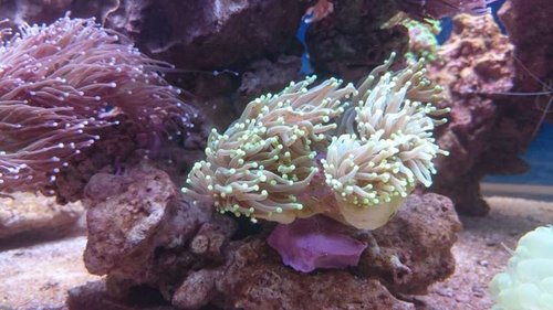 5.JPG (48.85 KiB) Vist 3723 gange Ny Euphyllia glabrescens (Torch) (neongul/grøn)