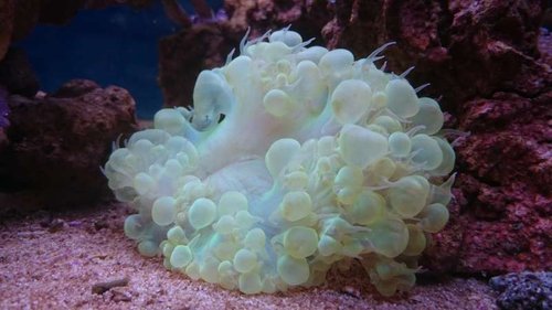 6.JPG (35.86 KiB) Vist 3723 gange Plerogyra sinuosa (green)