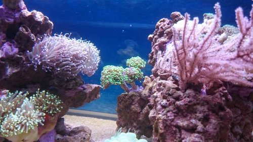 7.JPG (51.71 KiB) Vist 3772 gange Ny Euphyllia paraancora (grøn/lilla)