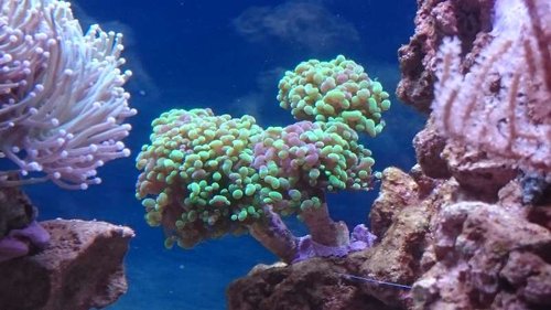 8.JPG (48.22 KiB) Vist 3723 gange Nærbillede af ny Euphyllia paraancora (grøn/lilla)