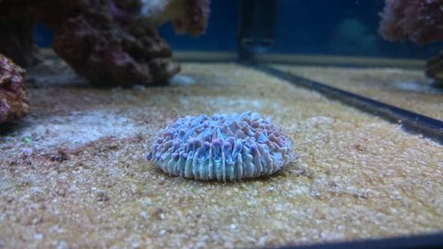 9.JPG (38.32 KiB) Vist 3723 gange Heliofungia (lilla)