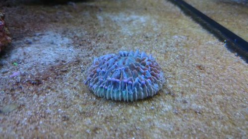 10.JPG (44.96 KiB) Vist 3772 gange Heliofungia (lilla)