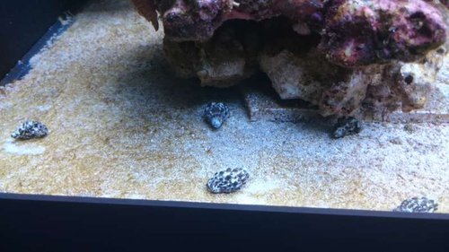 11.JPG (43.85 KiB) Vist 3723 gange Cerith snegle