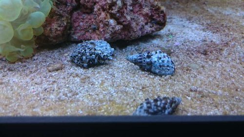 12.JPG (48.04 KiB) Vist 3433 gange Cerith snegle