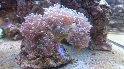 14.JPG (52.17 KiB) Vist 3772 gange Ny Euphyllia paradivisa (lilla)