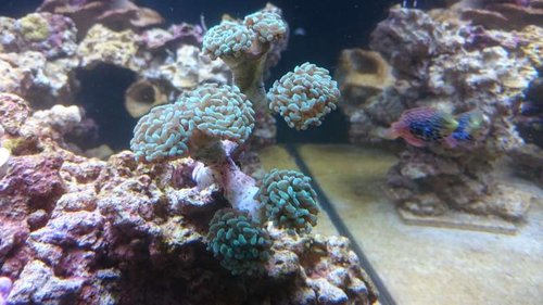 15.JPG (50.38 KiB) Vist 4435 gange Ny Euphyllia paraancora (grøn)