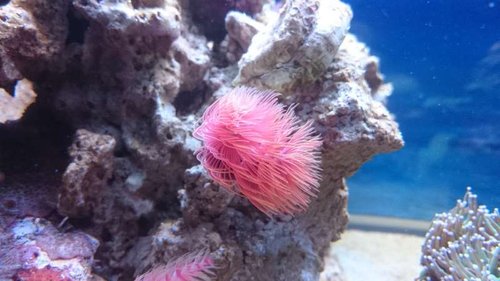 21.JPG (40.91 KiB) Vist 3772 gange Den nye rørorm