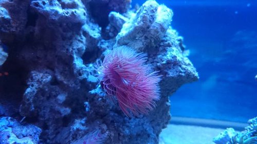 22.JPG (36.51 KiB) Vist 3772 gange Den nye rørorm i aftenbelysning inden at lyset slukkes