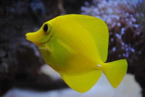 1.JPG (22.39 KiB) Vist 4434 gange Zebrasoma flavescens