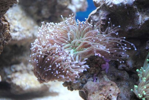 3.JPG (51.49 KiB) Vist 3433 gange Euphyllia glabrescens (green)