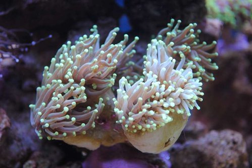 4.JPG (41.58 KiB) Vist 4434 gange Nærbillede af den nye Euphyllia glabrescens (Torch) (neongul/grøn)