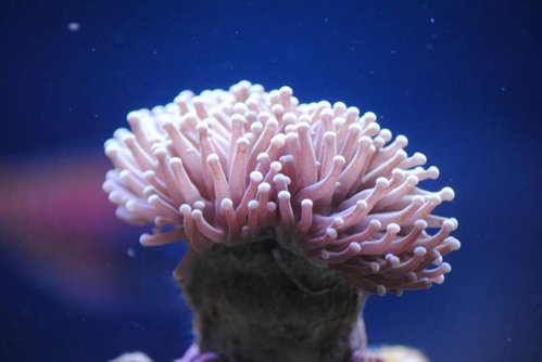 5.JPG (26.85 KiB) Vist 3723 gange Nærbillede af Euphyllia glabrescens (Australia orange)