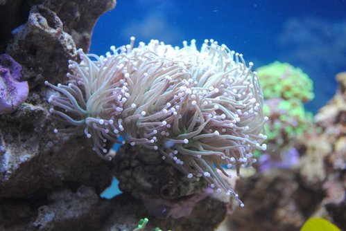 6.JPG (43.15 KiB) Vist 3772 gange Euphyllia glabrescens (Torch)