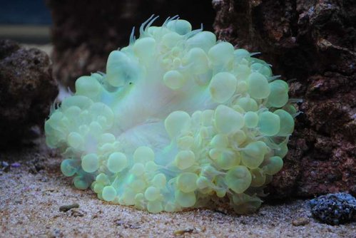 7.JPG (42.4 KiB) Vist 3433 gange Plerogyra sinuosa (green)