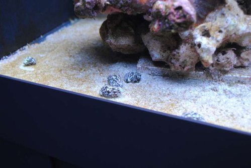 8.JPG (36.98 KiB) Vist 3433 gange Cerith snegle