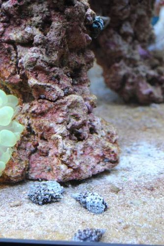 9.JPG (38.68 KiB) Vist 3772 gange Cerith snegle