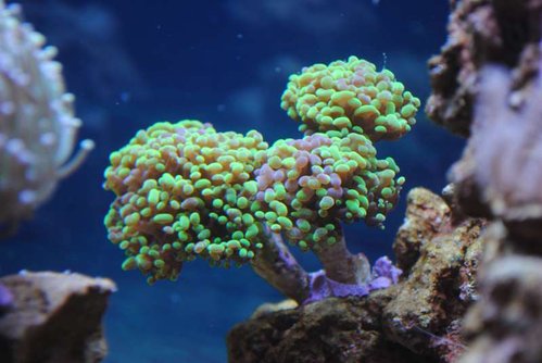 10.JPG (41.07 KiB) Vist 3772 gange Nærbillede af ny Euphyllia paraancora (grøn/lilla)