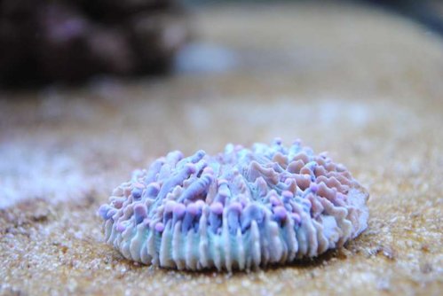 11.JPG (31.38 KiB) Vist 3772 gange Nærbillede af Heliofungia (lilla)