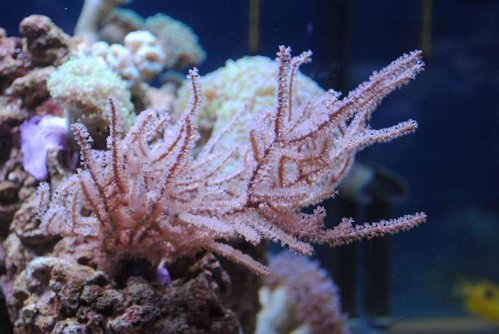 12.JPG (45.17 KiB) Vist 3723 gange Eunicea succinea