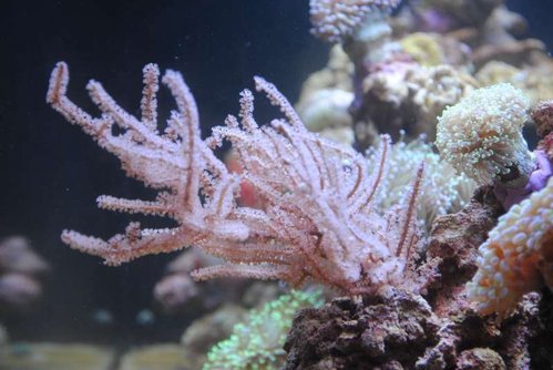 13.JPG (46.99 KiB) Vist 3723 gange Eunicea succinea