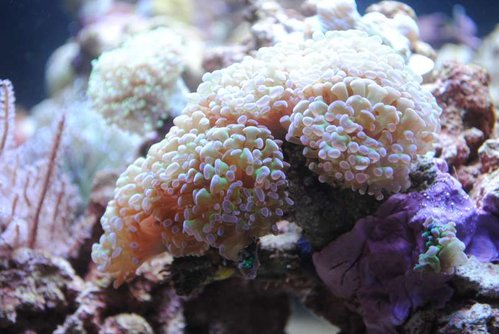 14.JPG (49.53 KiB) Vist 3772 gange Euphyllia paraancora (grøn med lilla spidser)