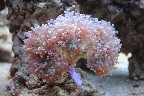 15.JPG (50.12 KiB) Vist 4435 gange Ny Euphyllia paradivisa (lilla)