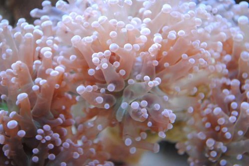 16.JPG (39.23 KiB) Vist 4433 gange Makrobillede af ny Euphyllia paradivisa (lilla)