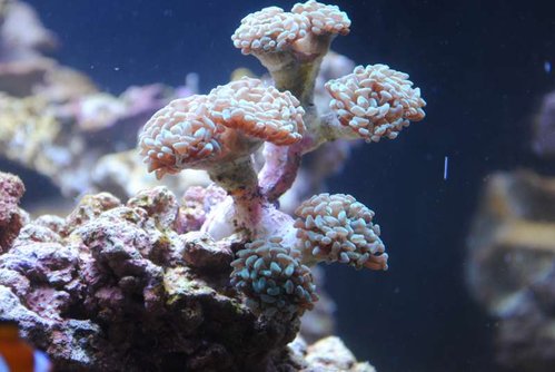 17.JPG (43.52 KiB) Vist 3772 gange Ny Euphyllia paraancora (grøn)