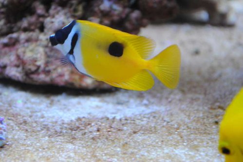 18.JPG (34.85 KiB) Vist 3723 gange Siganus unimaculatus