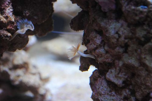 19.JPG (30.65 KiB) Vist 3772 gange Små rørorme