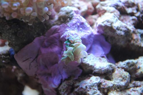 20.JPG (38.59 KiB) Vist 3772 gange Små fragmenter af min Euphyllia paraancora (grøn med lilla spidser)