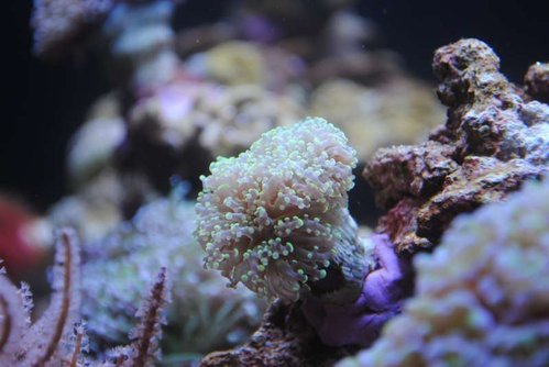 21.JPG (39.12 KiB) Vist 3772 gange Euphyllia divisa (grønne spidser)