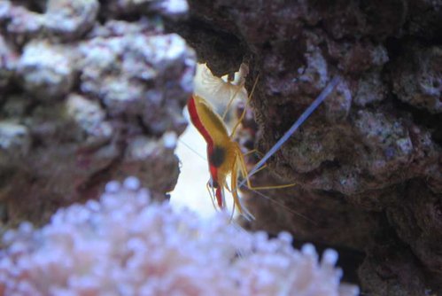 22.JPG (33.19 KiB) Vist 3723 gange Lysmata amboinensis