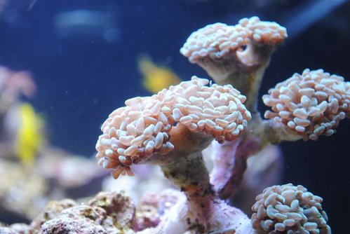 23.JPG (38.76 KiB) Vist 4435 gange Nærbillede af ny Euphyllia paraancora (grøn)