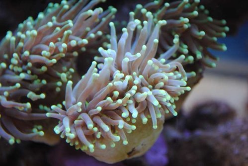 24.JPG (40.67 KiB) Vist 4433 gange Makrobillede af den nye Euphyllia glabrescens (Torch) (neongul/grøn)