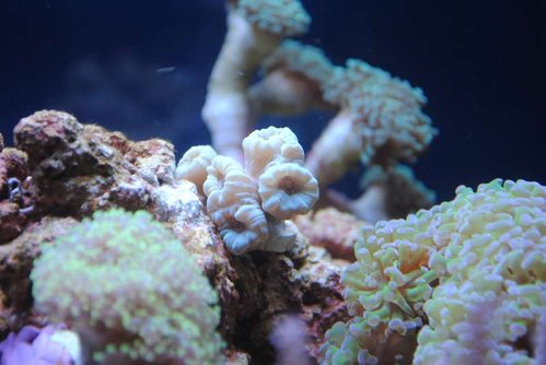 25.JPG (38.81 KiB) Vist 3772 gange Caulastrea