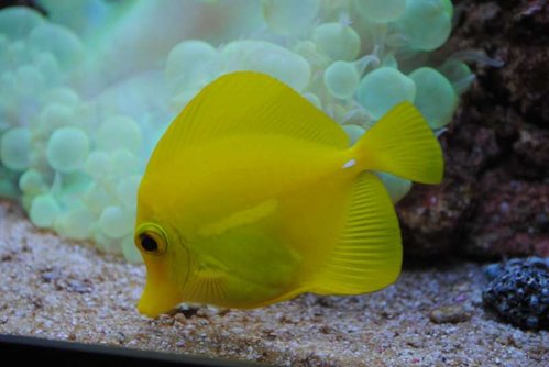 26.JPG (32.59 KiB) Vist 4433 gange Zebrasoma flavescens