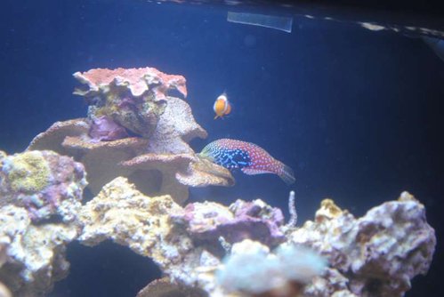 27.JPG (34.54 KiB) Vist 3772 gange Macropharyngodon bipartitus (female) og Amphiprion ocellaris