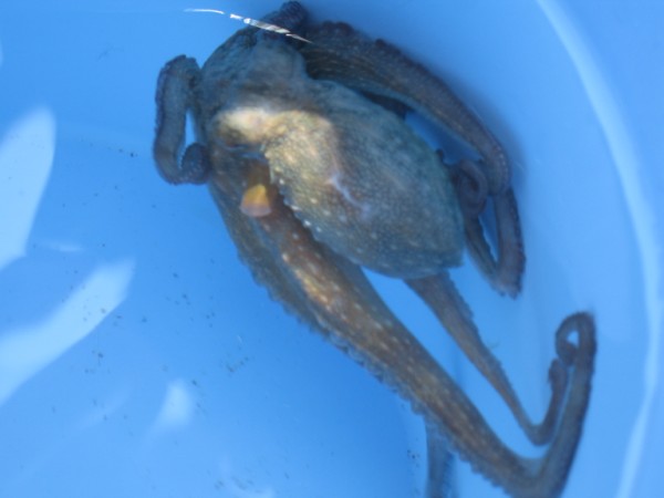 IMG_1147 (600 x 450).jpg