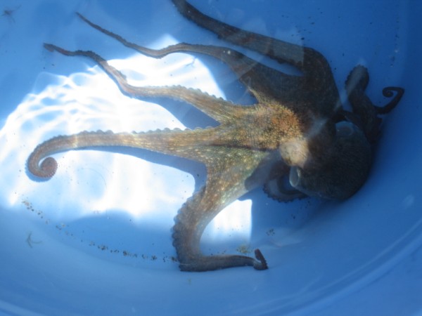 IMG_1146 (600 x 450).jpg