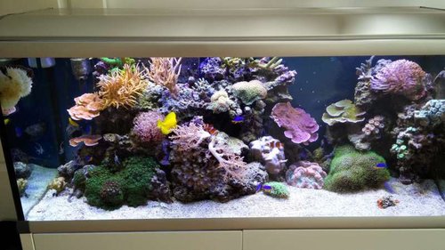 akvarie.jpg