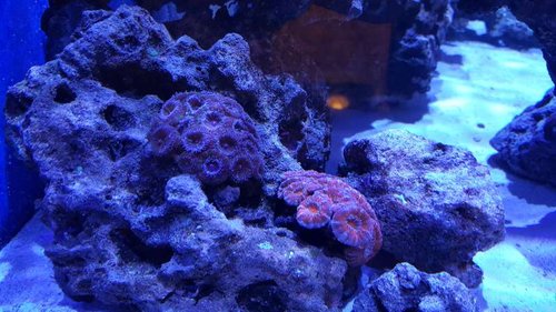 Acans nu