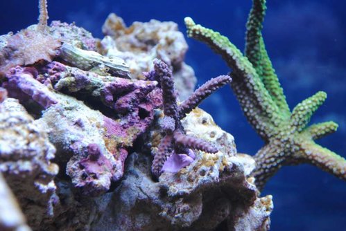 Acropora formosa (blå)