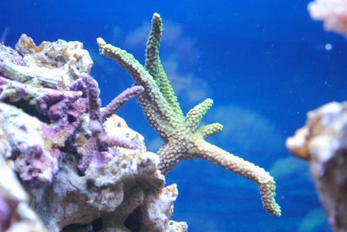 Acropora staghorn (grøn Bali slimer)