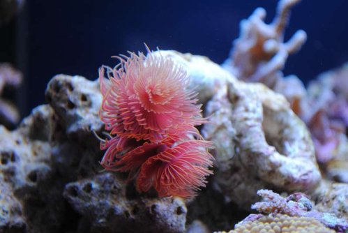 Hard tubeworm (red)