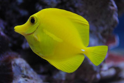 Zebrasoma flavescens